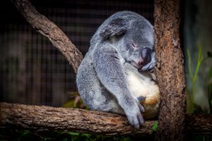 ronflement-koala